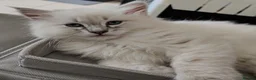 Siberian cats for sale: Sibirian Neva Masquerade kittens  - Advert 2