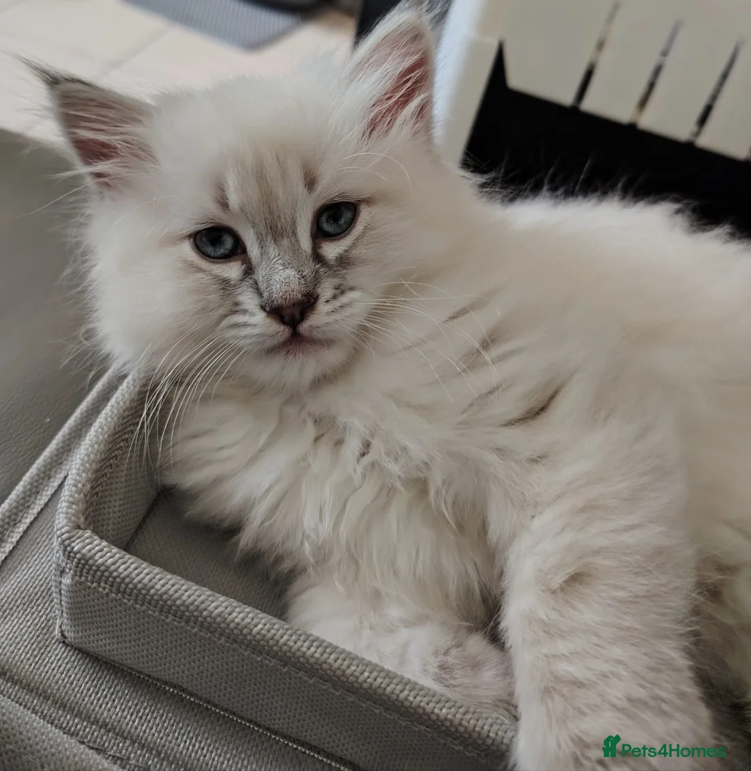 Siberian cats for sale: Sibirian Neva Masquerade kittens  - Advert 2