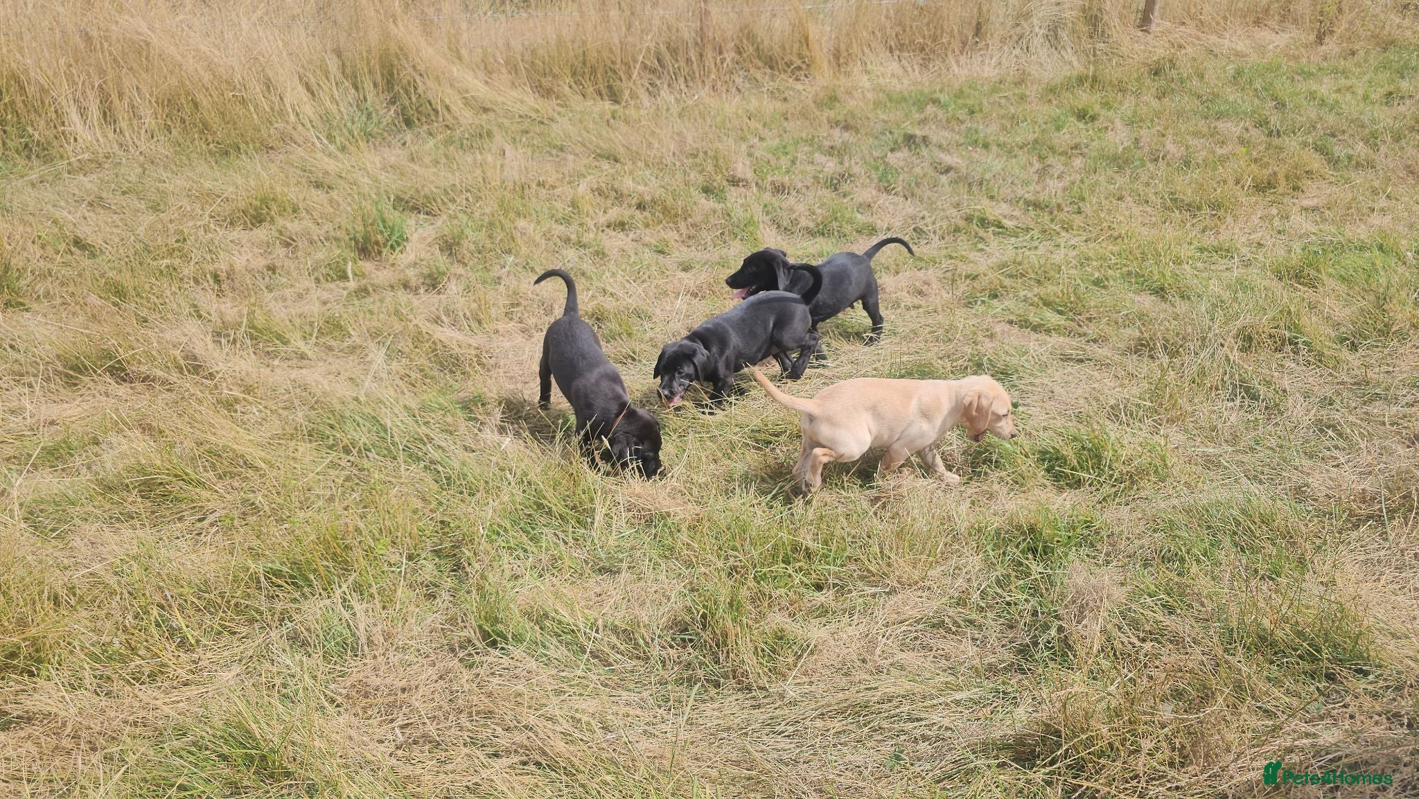Labrador Retriever dogs **2 Black Dogs Left**7 KC Reg Labrador Pups - Advert 4