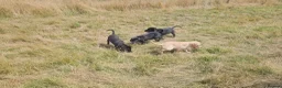 Labrador Retriever dogs for sale: **1 Black Dog Left** All Vaccines Complete - Advert 3