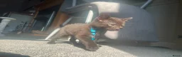 Domestic Shorthair cats for sale: Kittens in Worcester - Advert 3