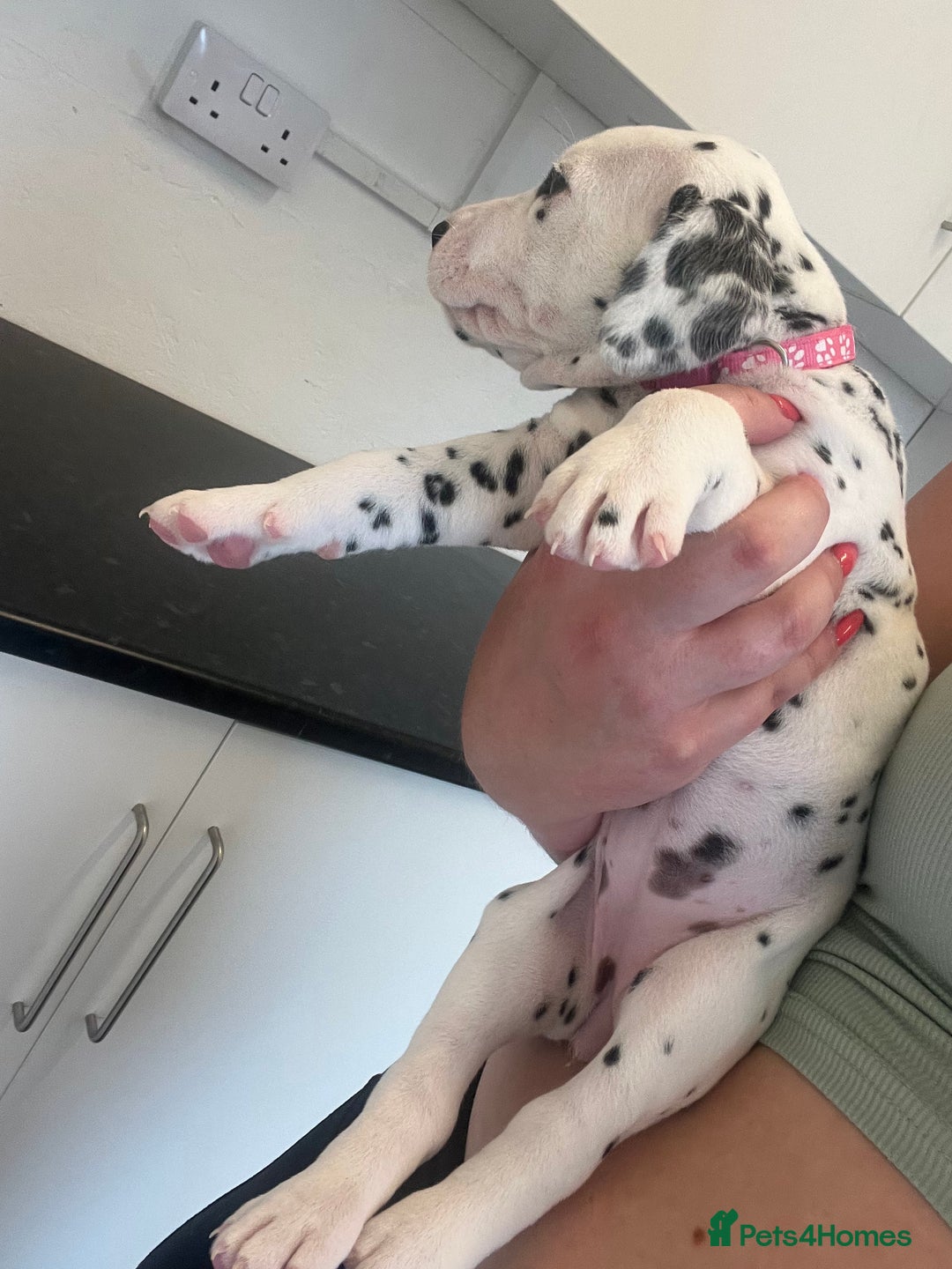 Dalmatian dogs for sale: 🐶 Stunning Dalmatian Puppies Ready 28th August 🐶 - Image 18