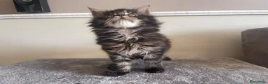 Maine Coon 1