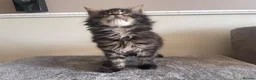 Maine Coon cats for sale:  beautiful Maine Coon kittens - Advert 2