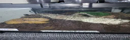 Spiders invertebrates for sale: 13 tarantulas  in Gainsborough - Advert 5