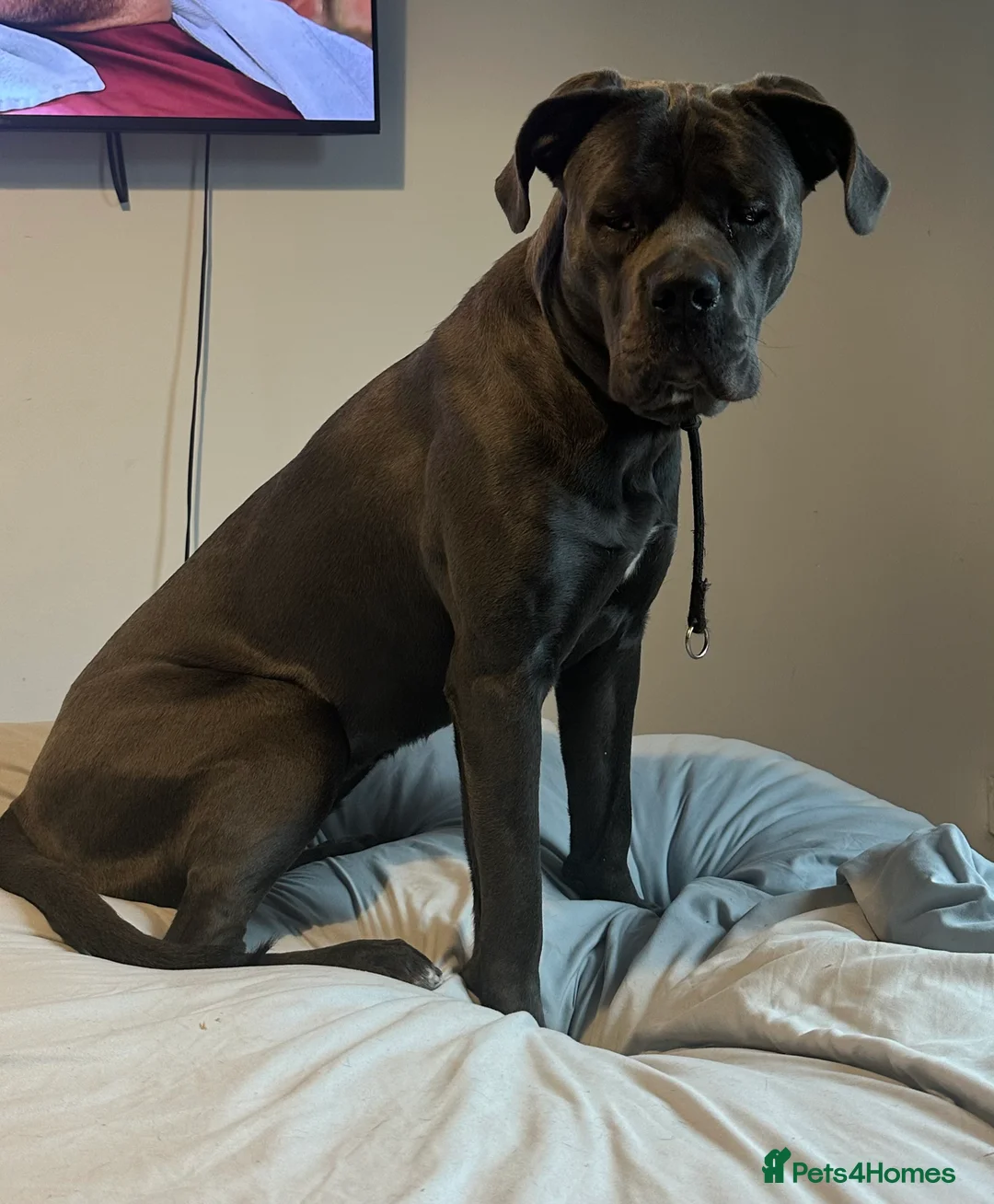 Cane Corso dogs for sale: 12 month old female Cane corso - Advert 2