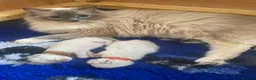 Ragdoll cats for sale: Ragdoll Kittens - Advert 4