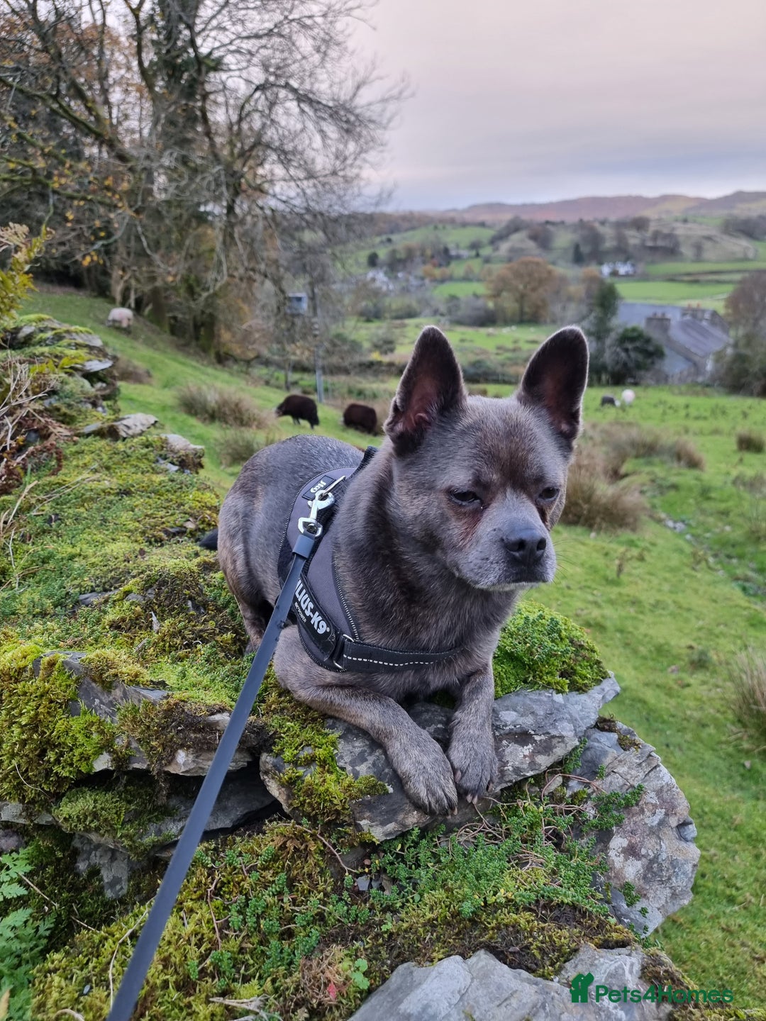 Mixed Breed dogs for sale: Ronnie  - Advert 18