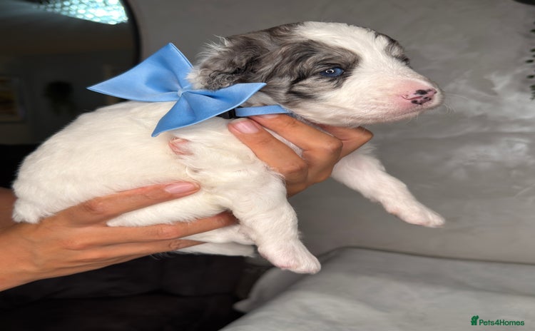 Bernedoodle dogs - Advert 1