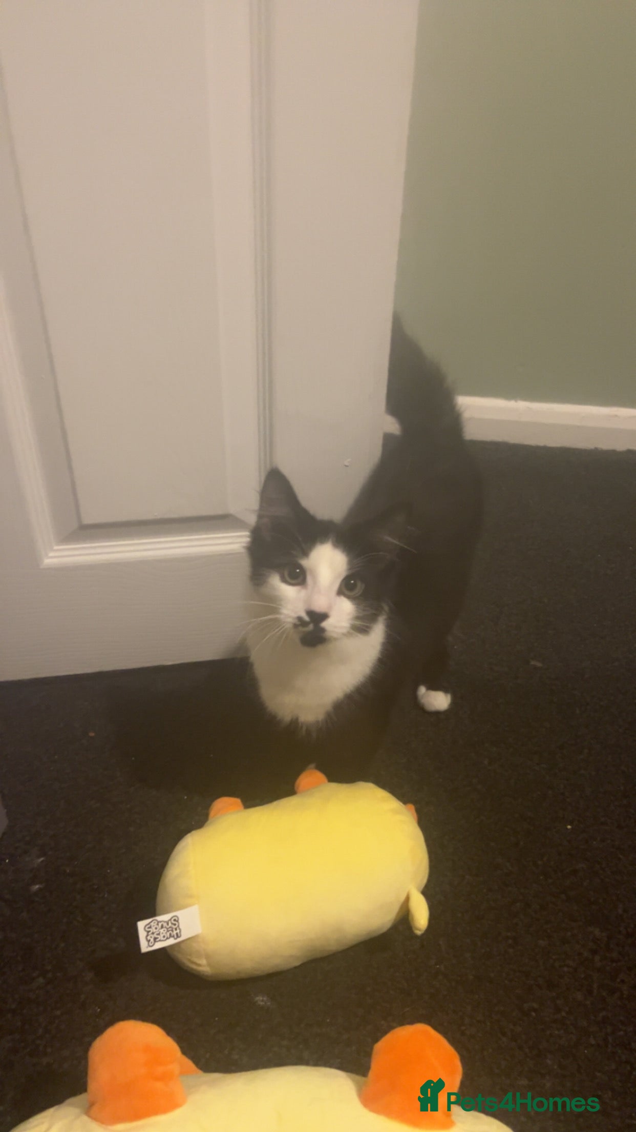 Mixed Breed cats Looking for a new home  - Advert 1