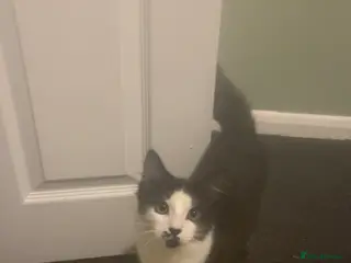 Mixed Breed cats Looking for a new home - Advert 1