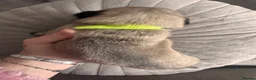 Pug dogs for sale: Kc registered pug puppies  in Plymouth - Advert 5