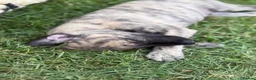 Mixed Breed dogs for sale: Whippet x lurcher puppies  - Advert 9