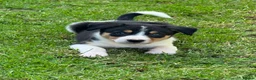 Border Collie dogs for sale: Border collie pups ready to leave now - Advert 15