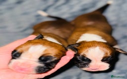 Boxer dogs for sale: KC Registered Boxer Puppies - Image 5
