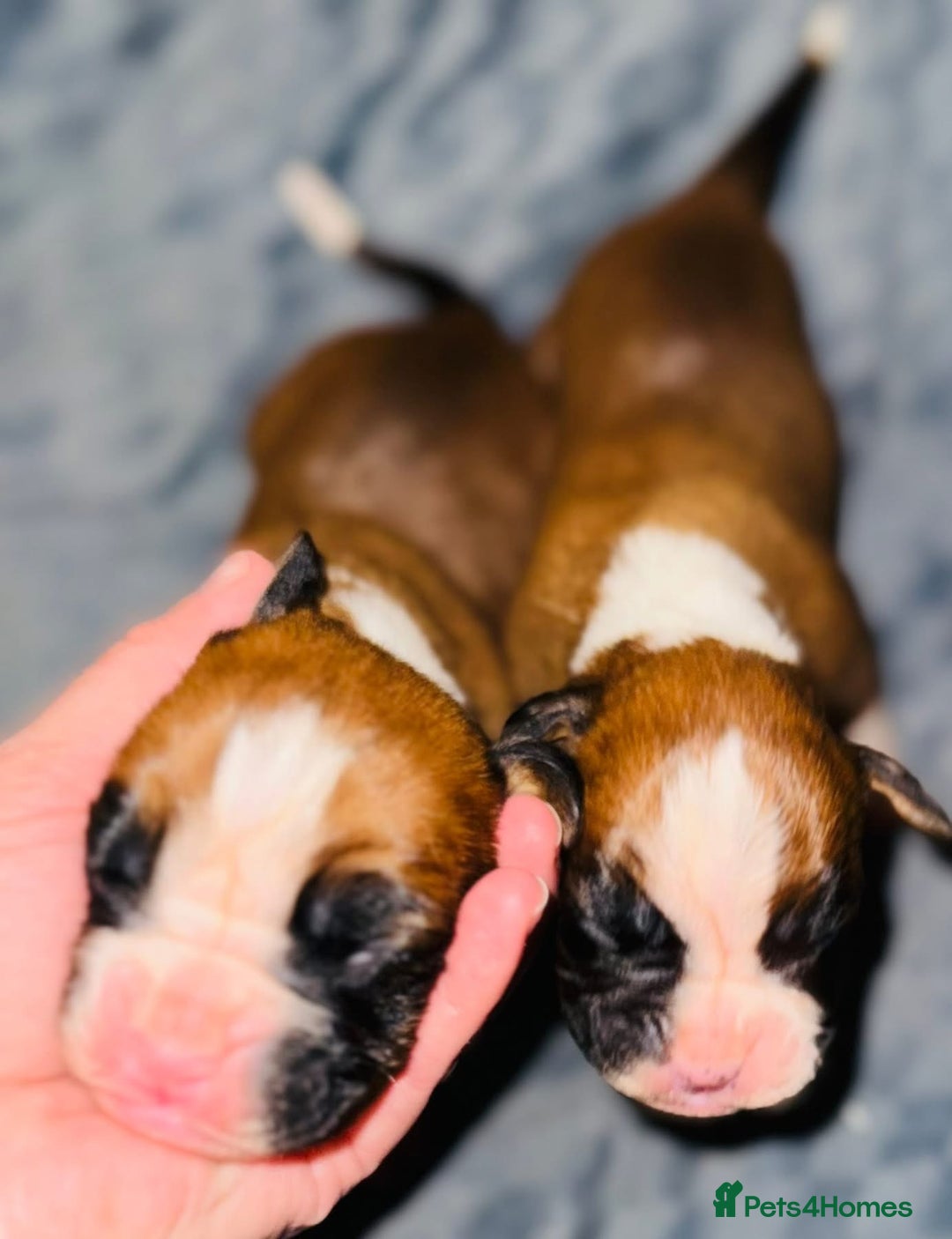 Boxer dogs for sale: KC Registered Boxer Puppies - Image 5
