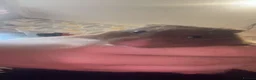 Hamster rodents for sale: male syrian hamster  - Advert 2