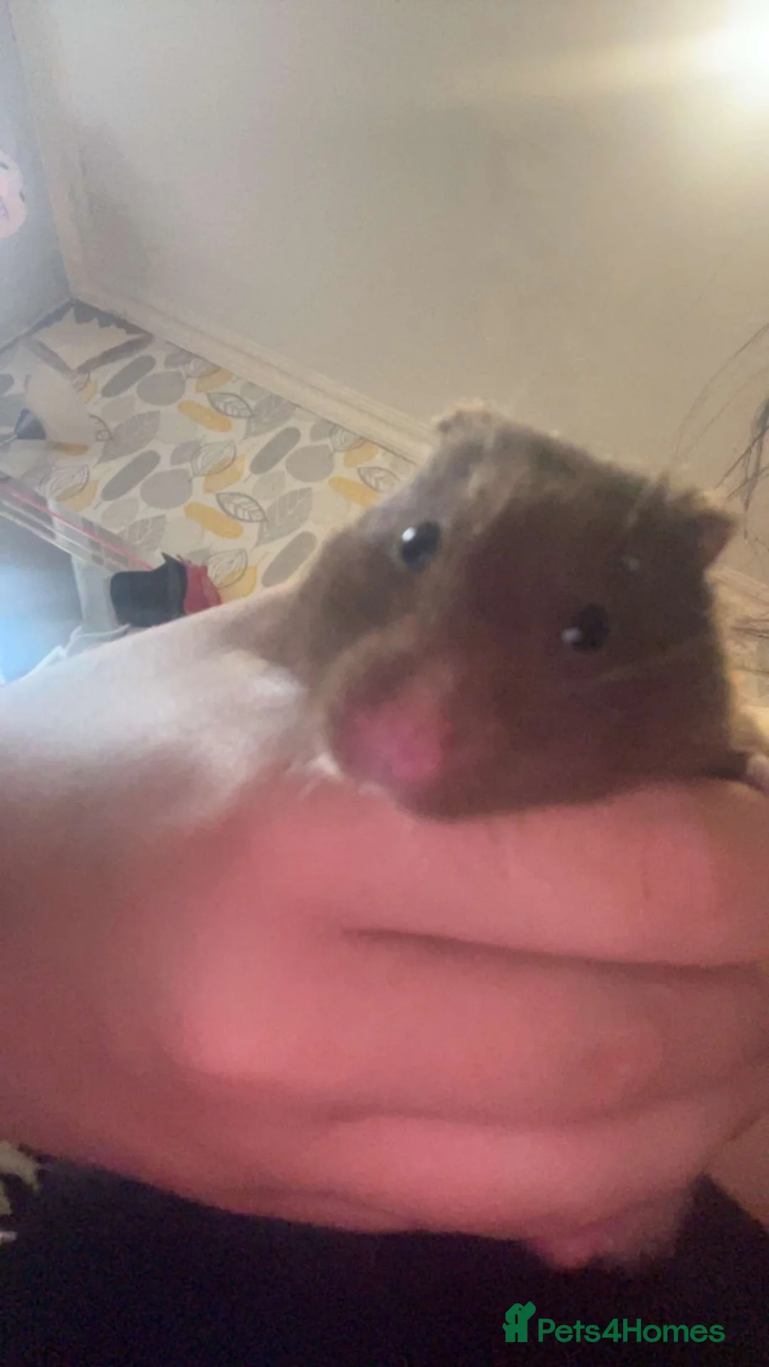 Hamster rodents for sale: male syrian hamster  - Advert 2