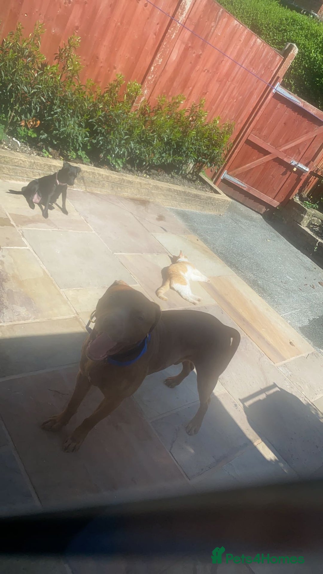 Mixed Breed dogs for sale: Boss  - Image 8