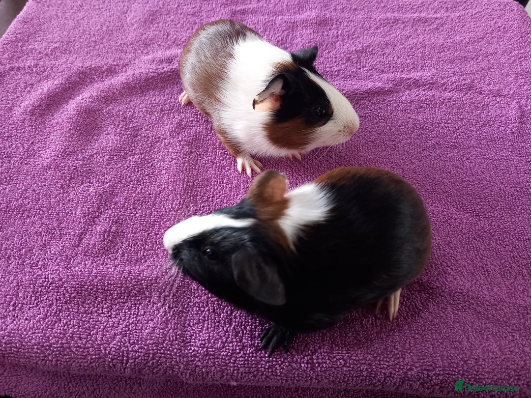 Guinea Pig rodents for sale: 2 baby  female guinea pigs for sale  - Image 5