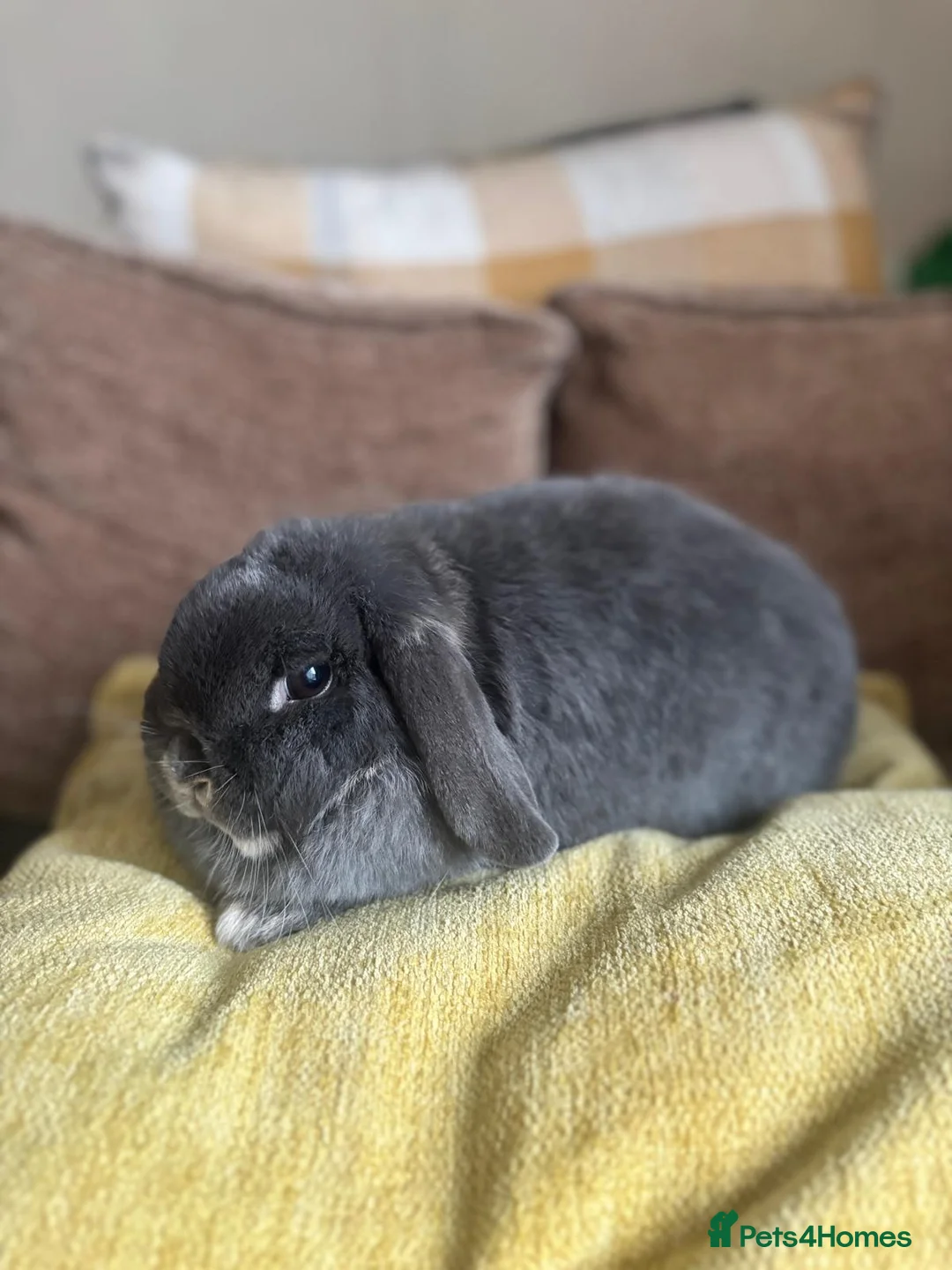 Mini Lop rabbits for sale: 2 female rabbits for sale - Advert 3