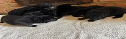 German Shepherd dogs for sale: Quality Litter of GSD Puppy’s @icepack - Advert 7