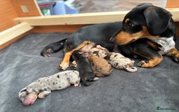 Dachshund dogs for sale: Minature Dachshund - Image 8