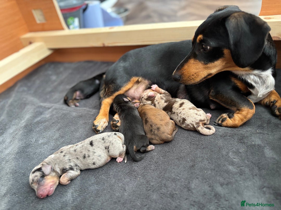 Dachshund dogs for sale: Minature Dachshund - Image 8