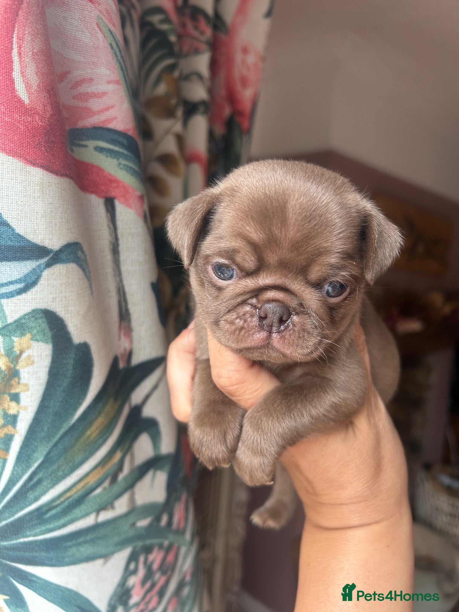 Pug dogs Quality Chocolate Pug Puppies available  - Advert 18