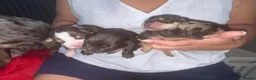 Mixed Breed dogs for sale: CHI SPANIEL PUPPIES READY 5th SEP in Princes Risborough - Advert 8
