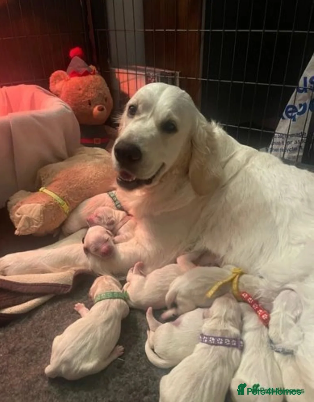 Golden Retriever dogs for stud:   ICT CLEAR Proven Golden Retriever for stud in Manchester - Advert 8