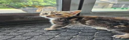 Mixed Breed cats for sale: Tortoishell female kitten 10 weeks - Advert 4