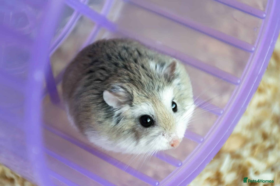 Hamster rodents for sale: 2 x male 2 x female Roborovski Hamsters  - Advert 2
