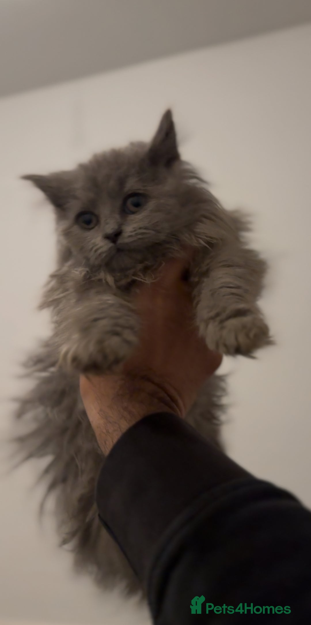 British Longhair cats for sale: Adorable British Longhair Kittens Ready Now! - Advert 4