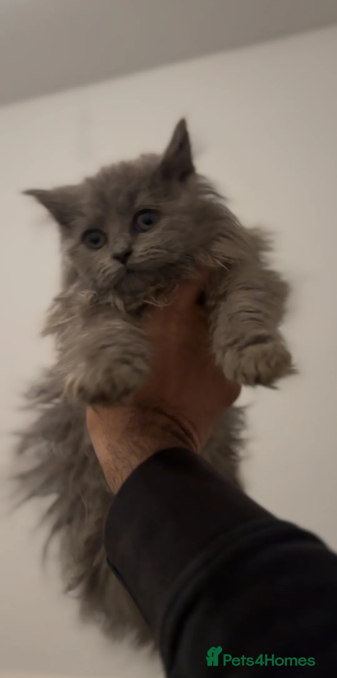 British Longhair cats for sale: Adorable British Longhair Kittens Ready Now! - Advert 4