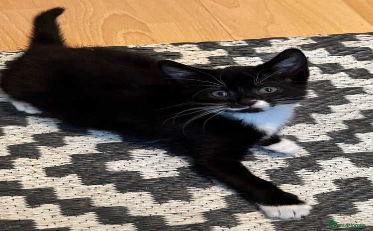 Mixed Breed cats - Advert 1