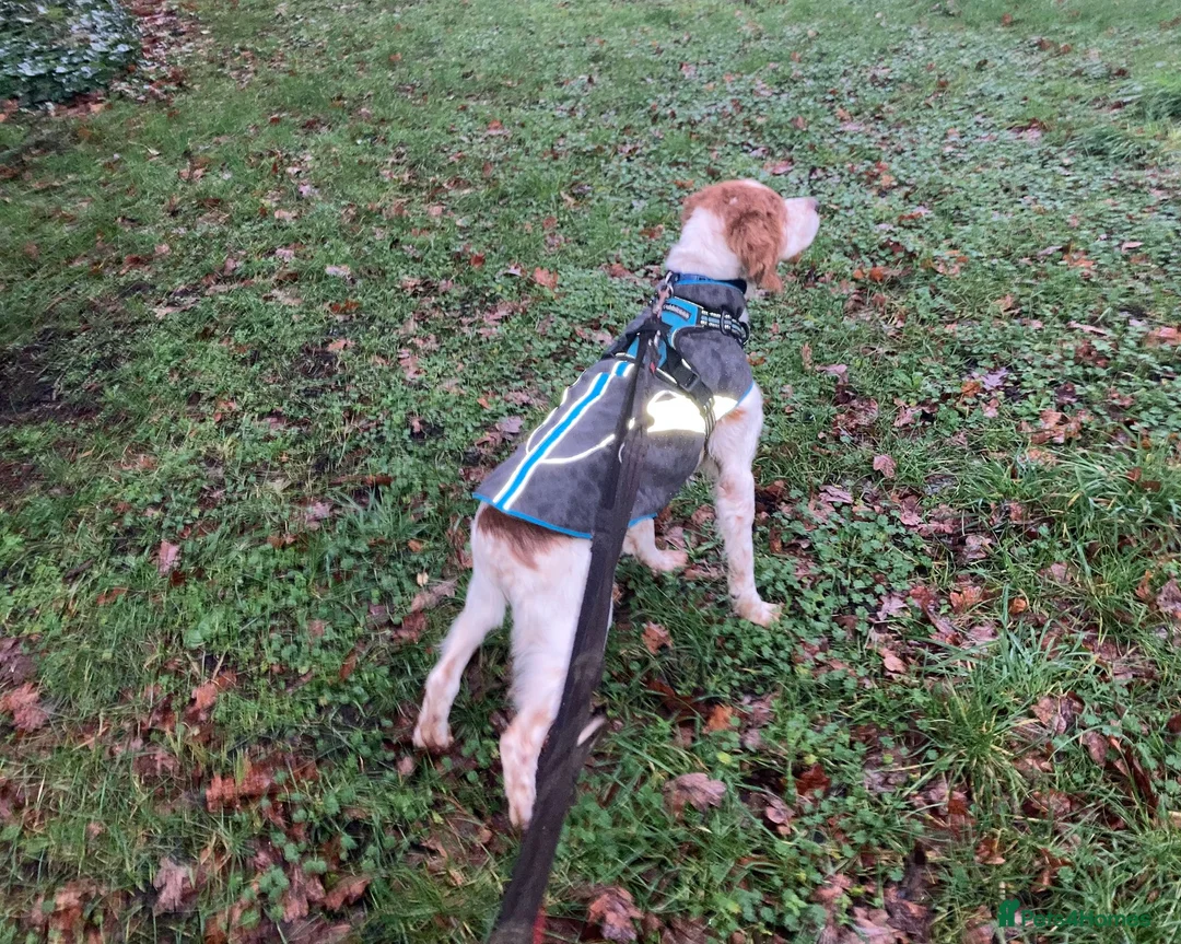 Brittany Spaniel dogs for adoption: Onil, a gorgeous Brittany - Advert 14