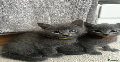 Russian Blue cats - Advert 6