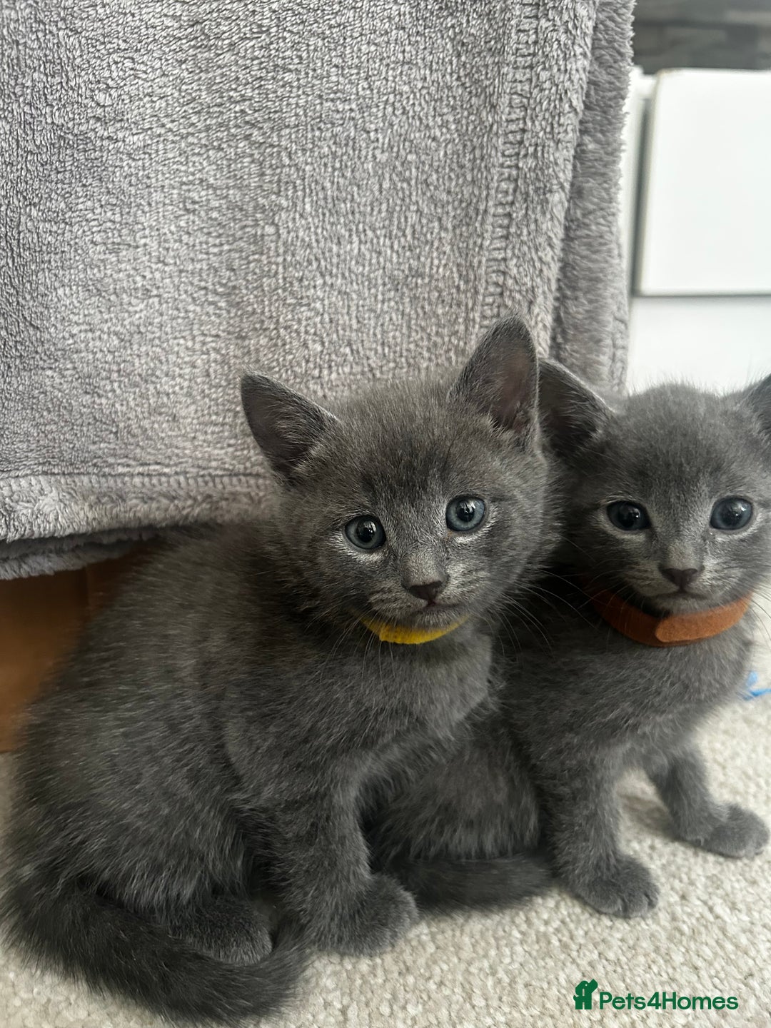 Russian Blue cats for sale: Russian blue x Chartreux - Image 3