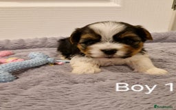 Biewer Terrier dogs for sale: Yorkshire Biewer Terrier Puppies - Advert 4