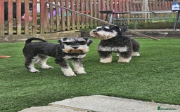 Miniature Schnauzer dogs for sale: Miniature schnauzer's due, KC, Mac, low COI - Image 8