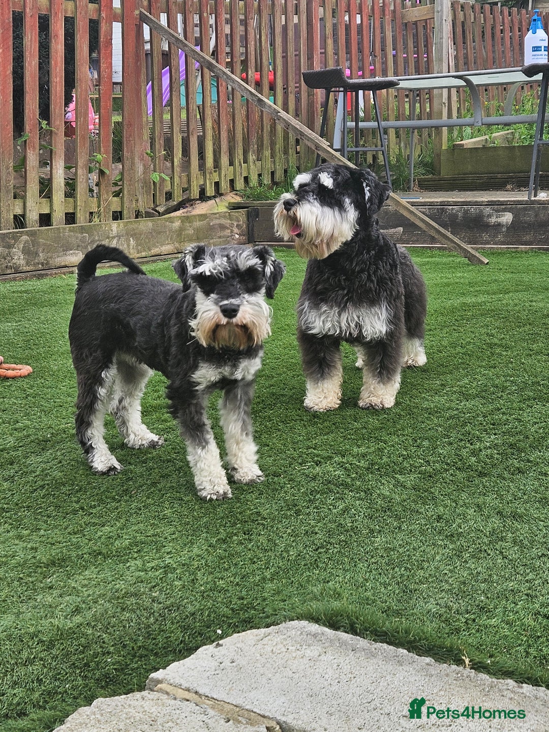 Miniature Schnauzer dogs for sale: Miniature schnauzer's due, KC, Mac, low COI - Image 8