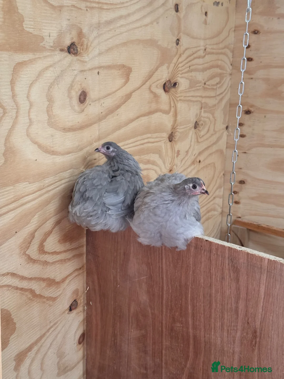 Chickens poultry for sale: # Beautiful Bantams, Pekins & Polish, 4 Months Old - Advert 16