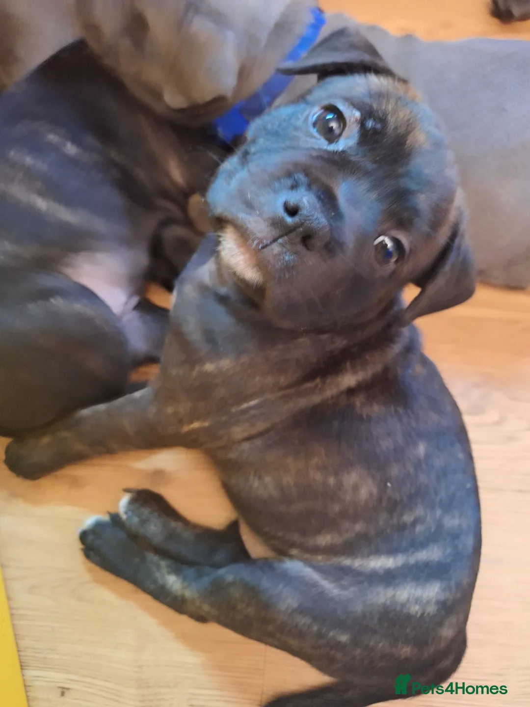 Staffordshire Bull Terrier dogs for sale: Staffordshire ball terrier black brindle female - Advert 2