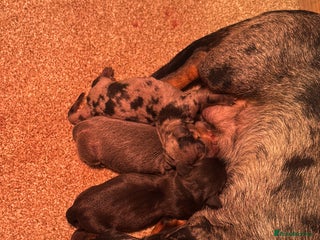 Miniature Dachshund dogs Miniature Dachshunds For Sale - Advert 1