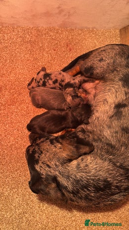 Miniature Dachshund dogs Miniature Dachshunds For Sale - Advert 1