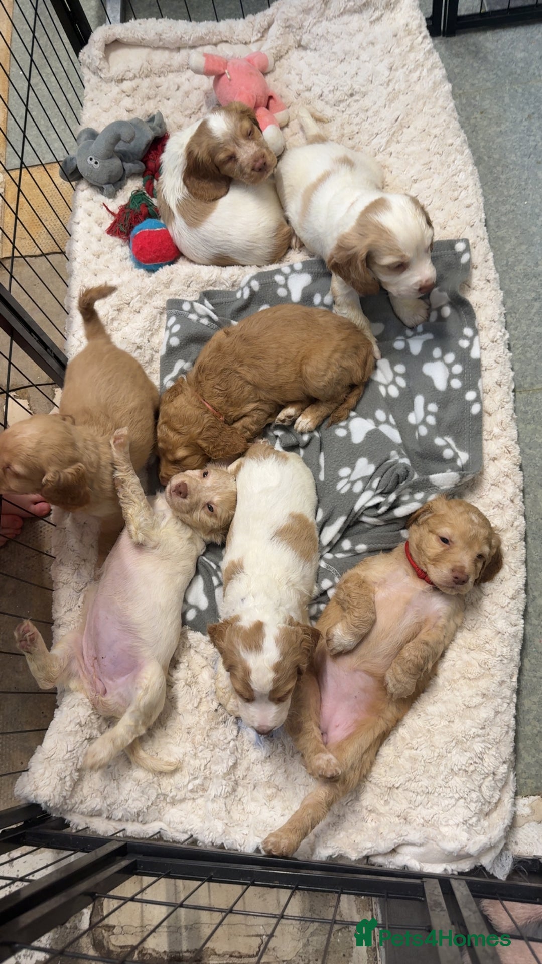 Cocker Spaniel dogs for sale: REDUCED💵cocker spaniel puppies 🩷💙 - Advert 7