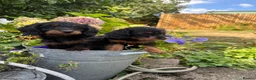 Doxiepoo dogs for sale: Adorable doxipoos  - Advert 20