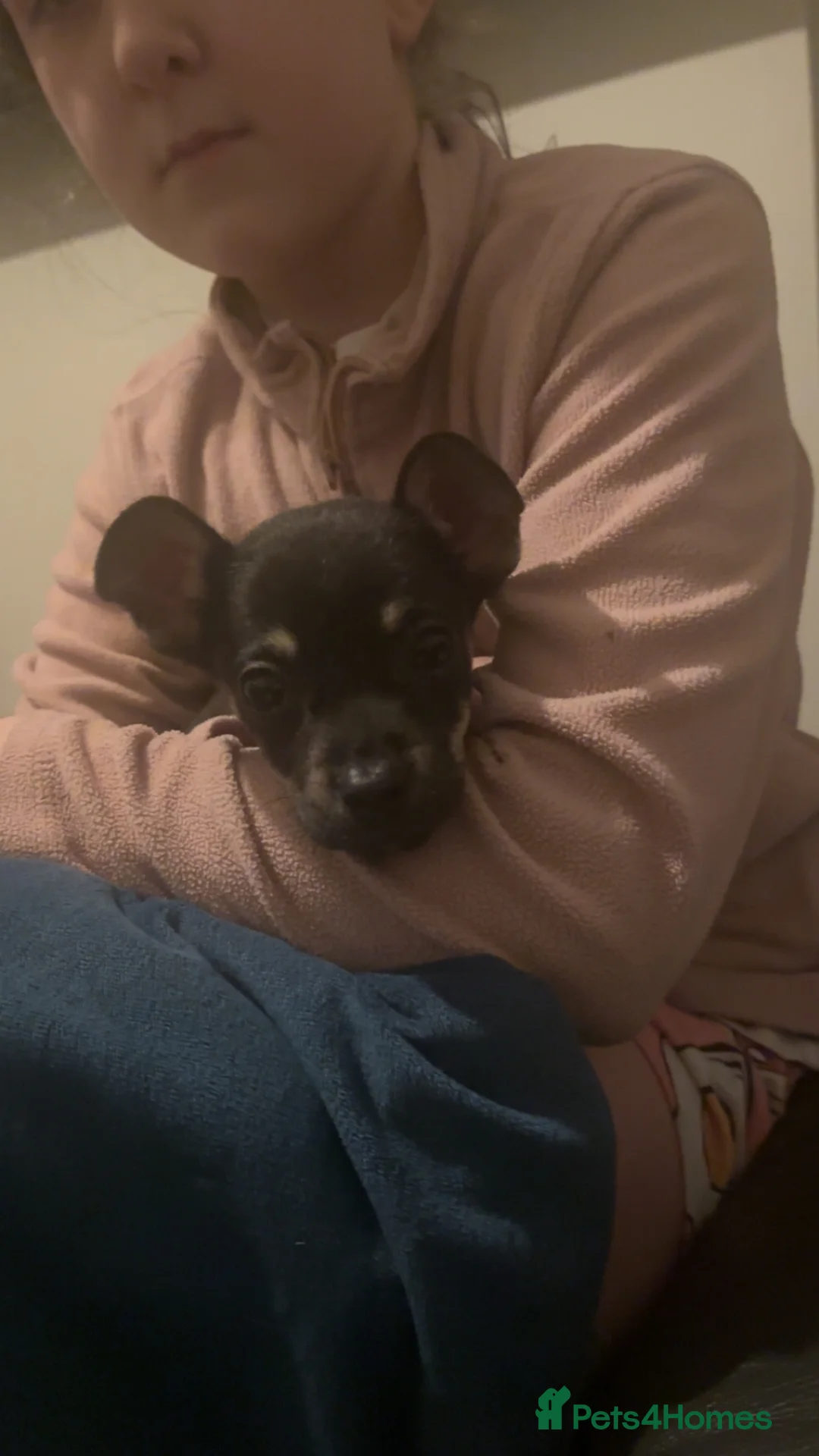 Mixed Breed dogs for sale: 3 beautiful pups - Advert 4