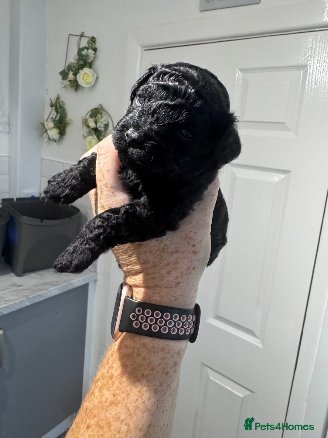 Yorkiepoo dogs for sale: 5 beautiful yorkiepoo baby’s  - Image 4